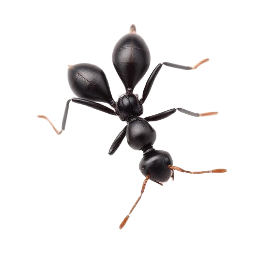 Ant Control