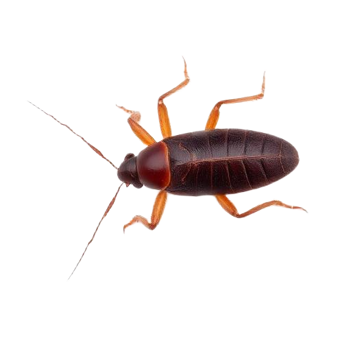 Cockroach Control